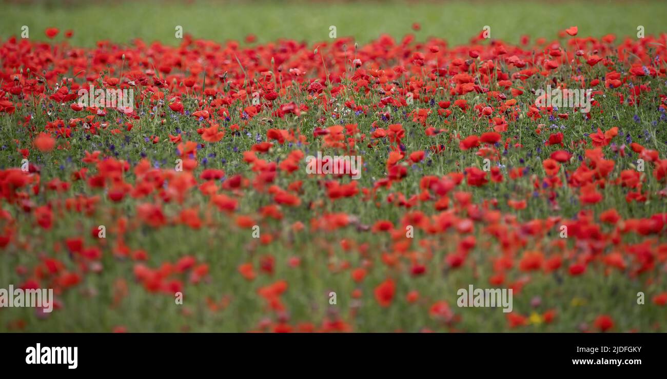 Coquelicots dans la baie de somme Banque D'Images