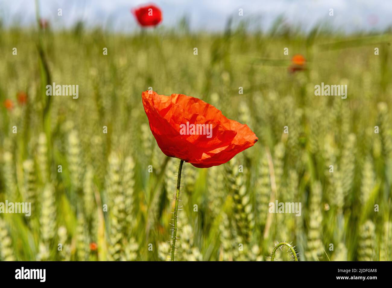 Coquelicots dans la baie de somme Banque D'Images