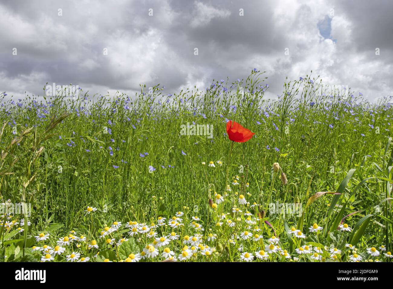 Coquelicots dans la baie de somme Banque D'Images