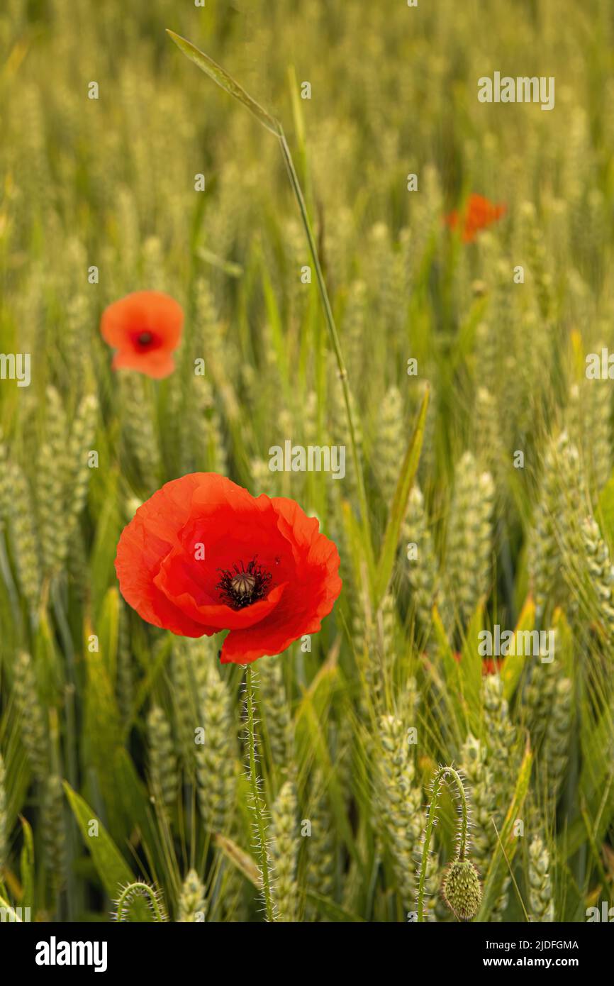 Coquelicots dans la baie de somme Banque D'Images
