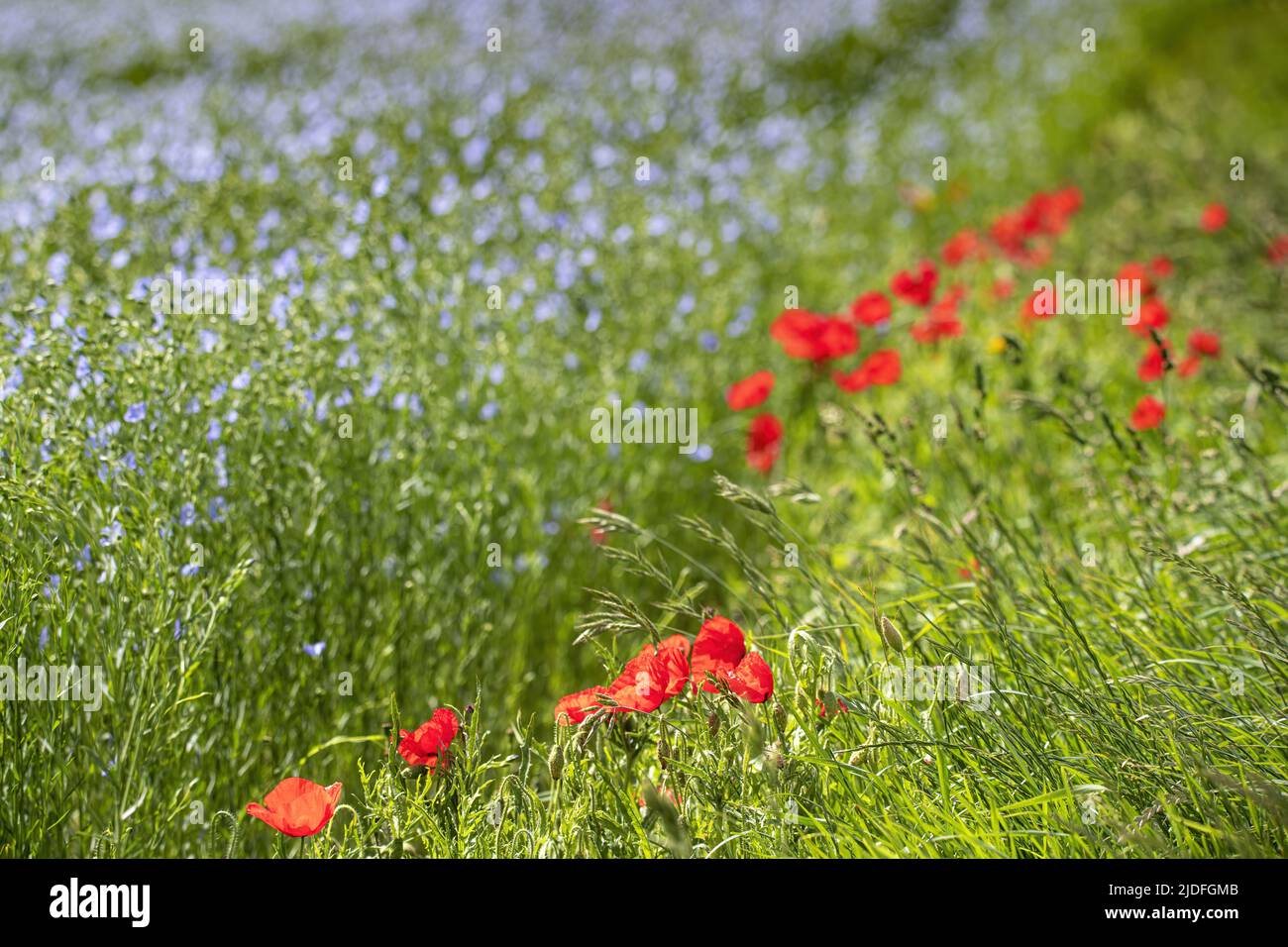 Coquelicots dans la baie de somme Banque D'Images