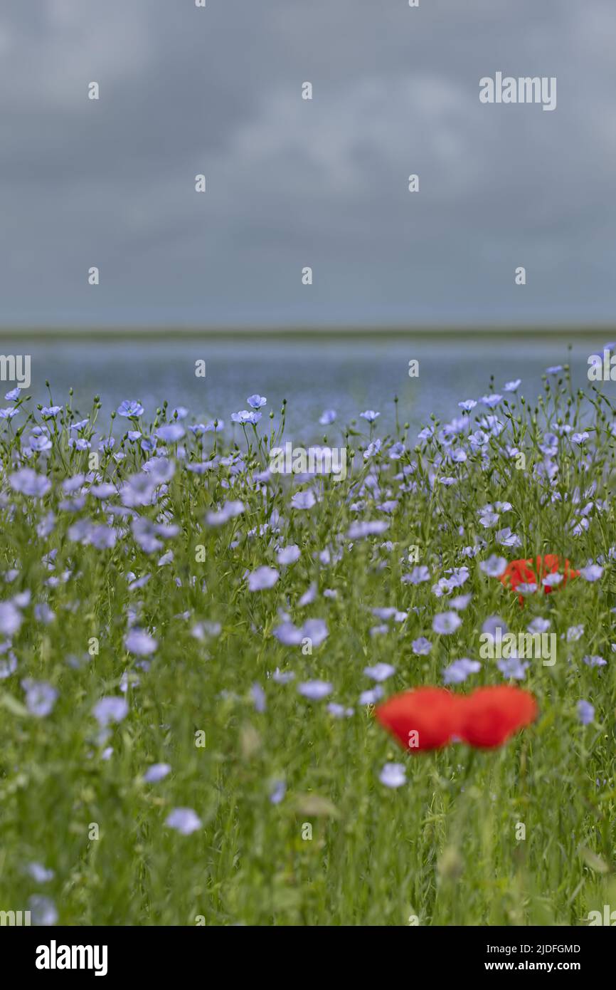 Coquelicots dans la baie de somme Banque D'Images