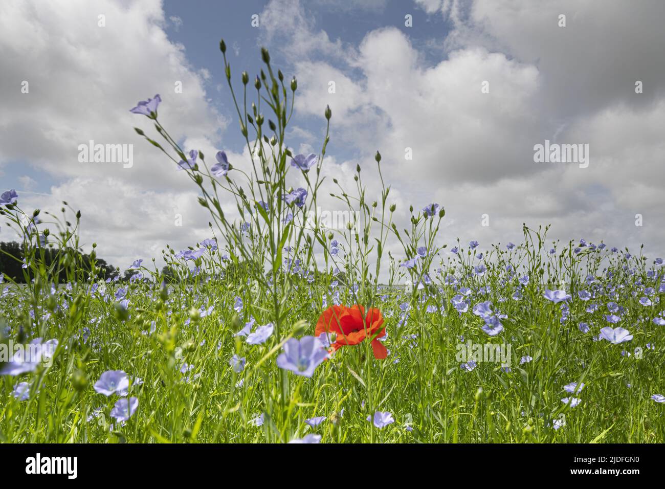 Coquelicots dans la baie de somme Banque D'Images