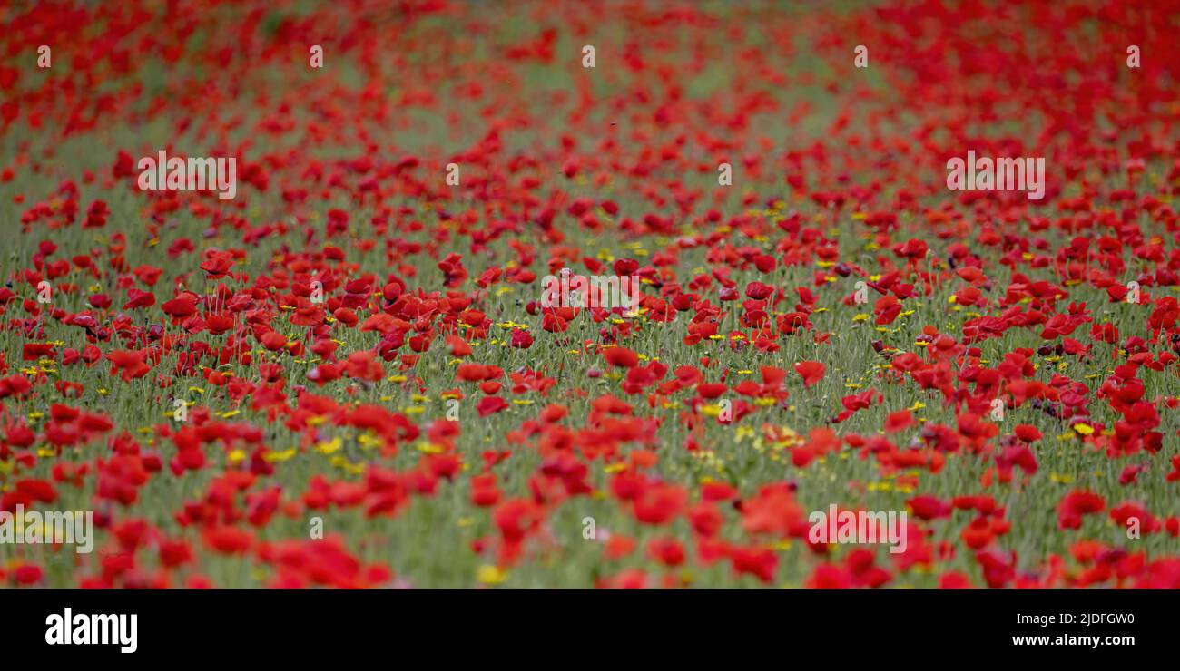 Coquelicots dans la baie de somme Banque D'Images