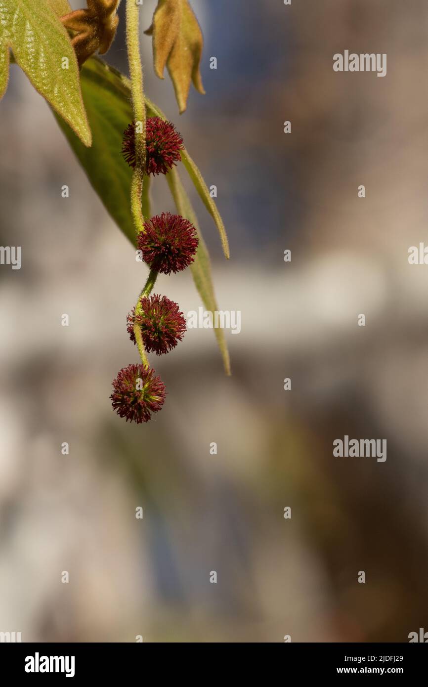 Inflorescences de la tête du pistillate racélose à fleurs rouges de Platanus racemosa, platanaceae, arbre à feuilles caduques indigènes dans les montagnes de Santa Monica, hiver. Banque D'Images