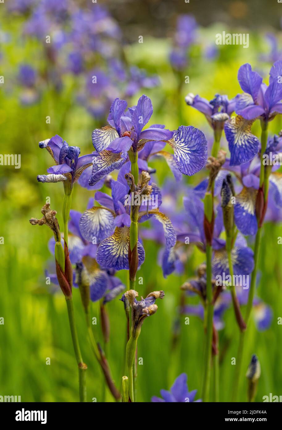 Iris sibérien pourpre poussant dans un jardin britannique. Banque D'Images