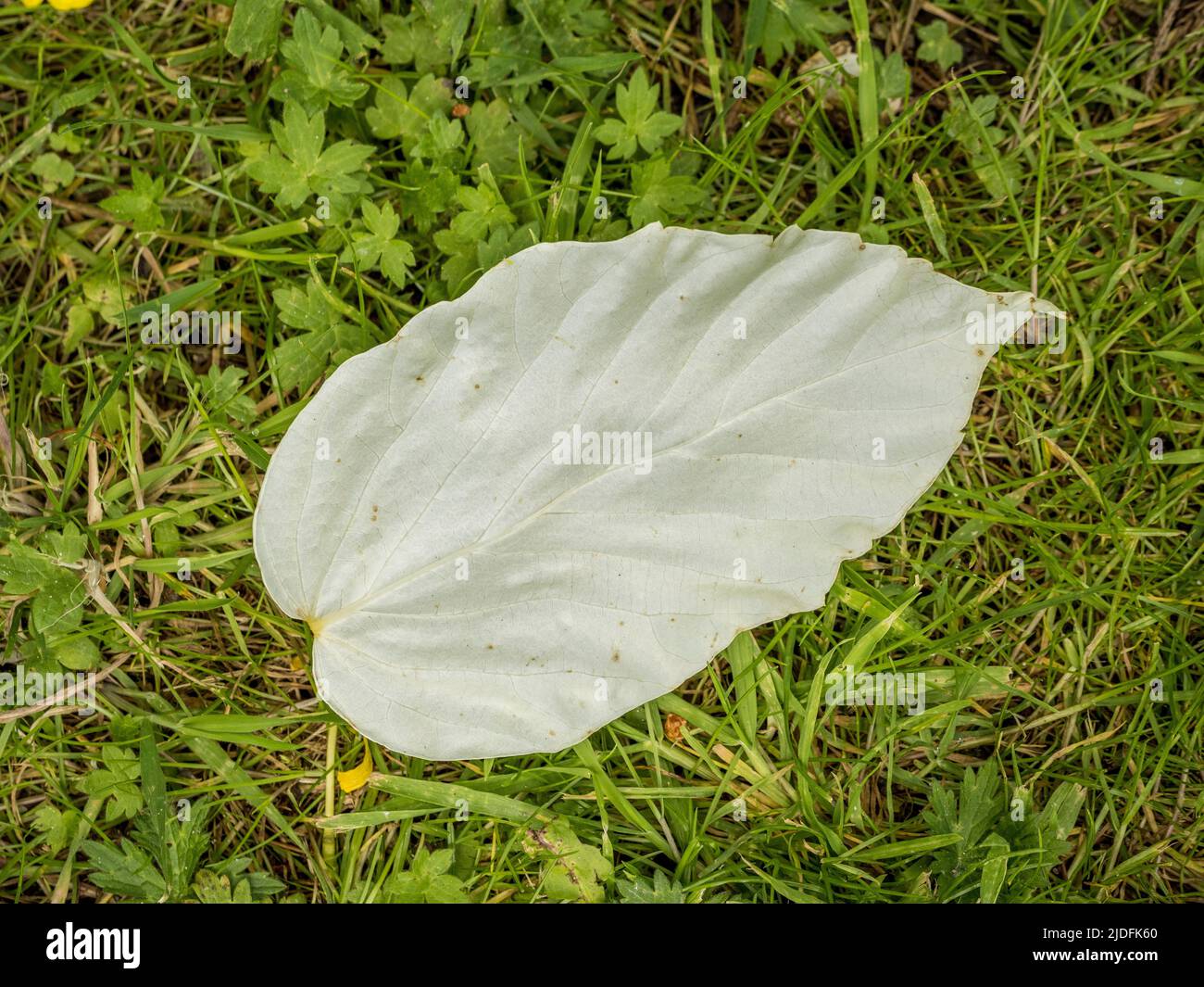 Bracte de l'arbre du mouchoir, semblable à un congé blanc tombé. Banque D'Images