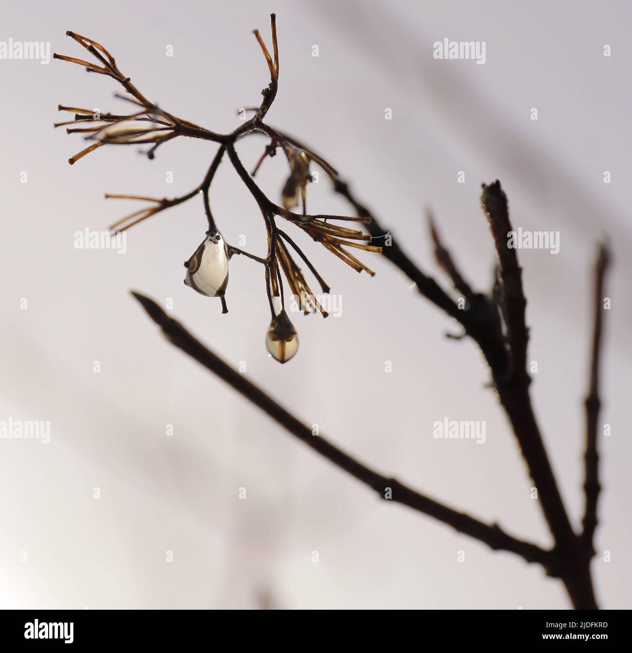 Vous savez que le printemps arrive quand... Banque D'Images