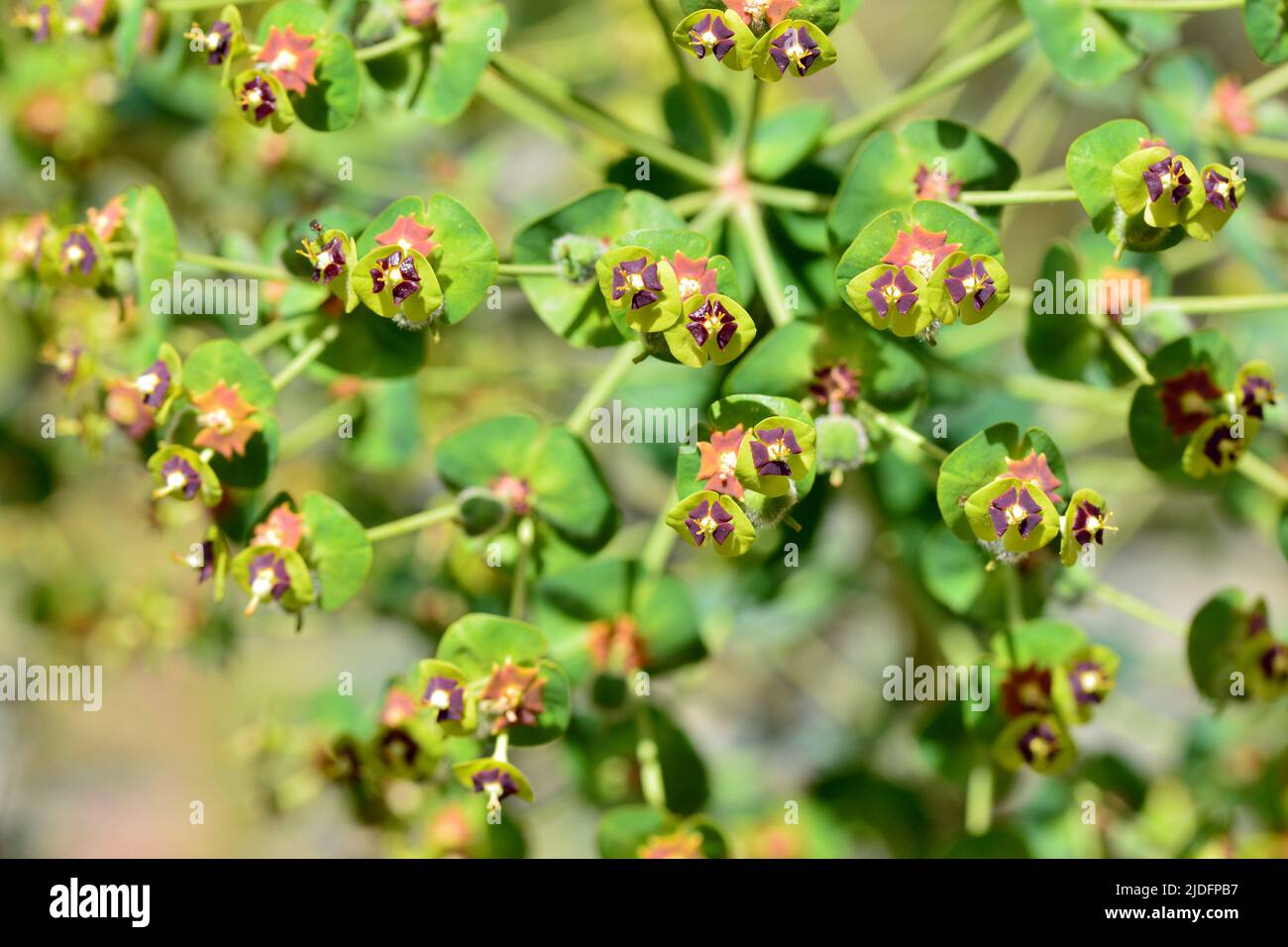 Detalle de una planta de euphorbia chacias en primavera Banque D'Images