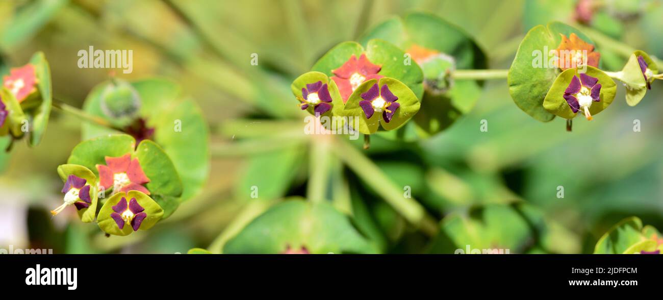 Detalle de una planta de euphorbia chacias en primavera Banque D'Images