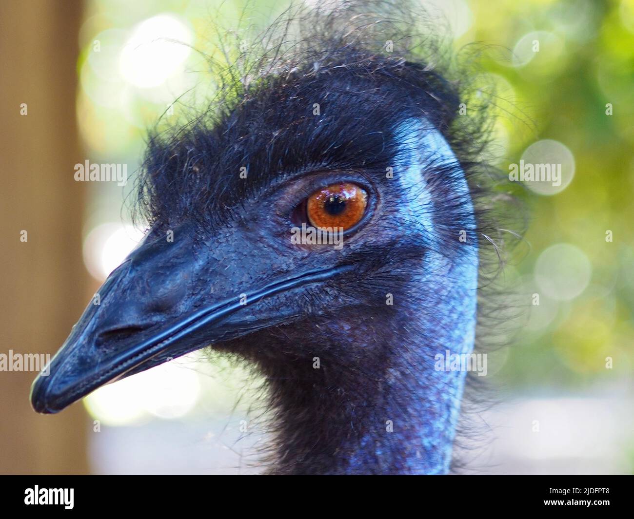 Fascinant émeu masculin attrayant avec des yeux étincelants et des caractéristiques exotiques. Banque D'Images