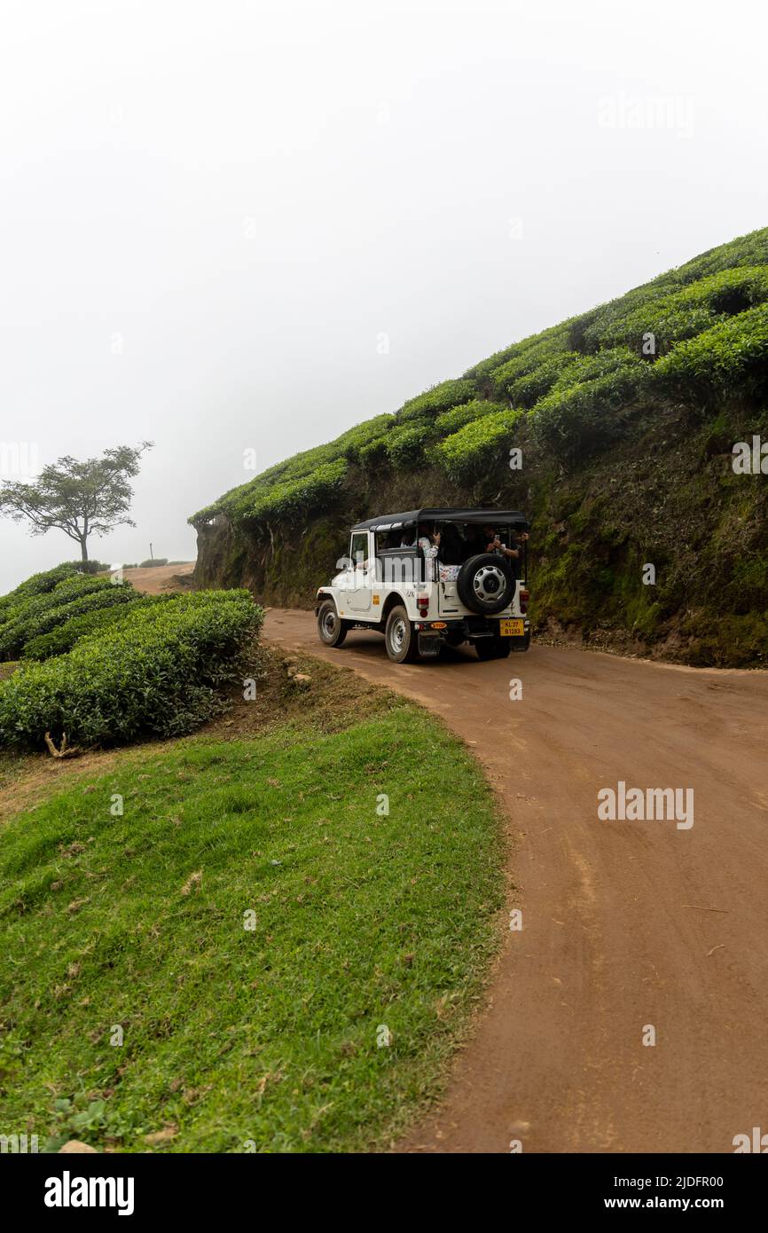 Safari en jeep sur un étroit sentier tout-terrain à travers la plus haute plantation de thé du monde à Kolukkumalai, Munnar, Kerala, Inde Banque D'Images