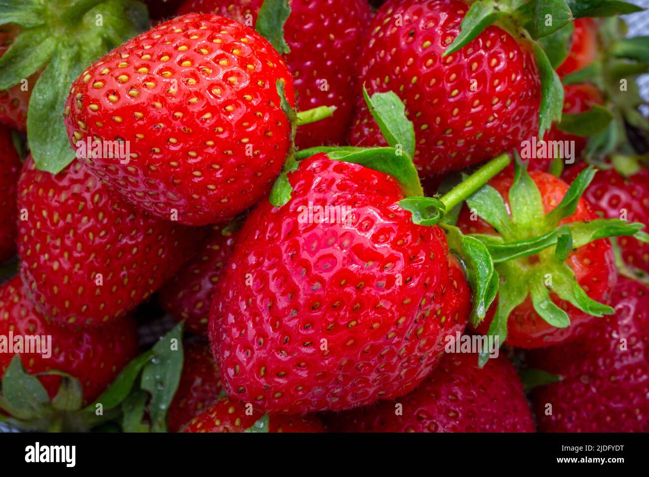 Regroupement isolé de fraises mûres de près. Banque D'Images