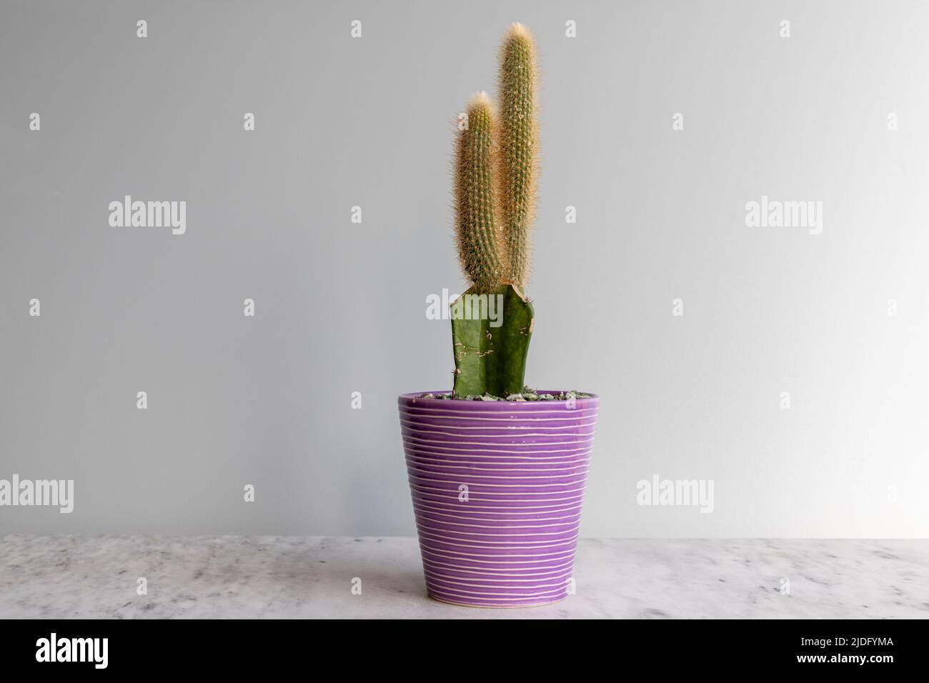 Cleistocactus greffé sur une base de cactus plantée dans un pot coloré Banque D'Images