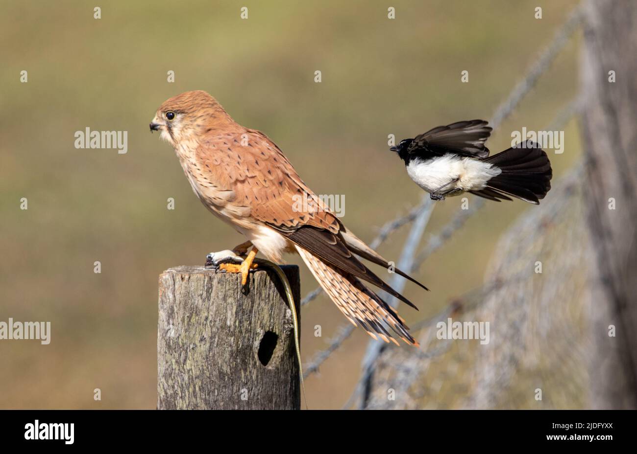 Oiseau de proie attaqué Banque de photographies et d’images à haute