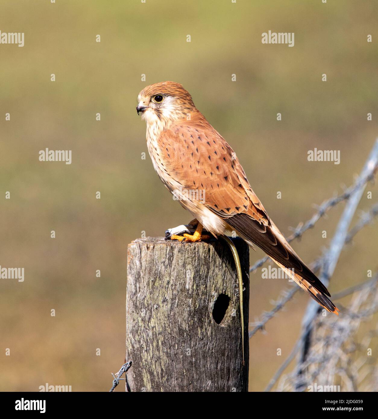 Kestrel australien attaqué Banque D'Images