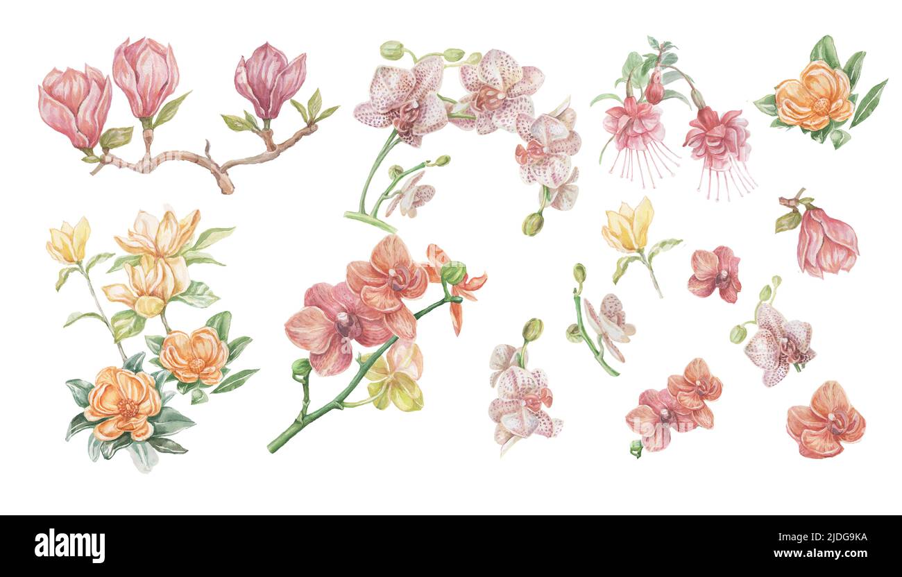 Fleurs magnolia tropical fuchsia orchidées aquarelle illustration dessinée à la main grand ensemble séparément sur fond blanc jungle forêt jardin nature Banque D'Images