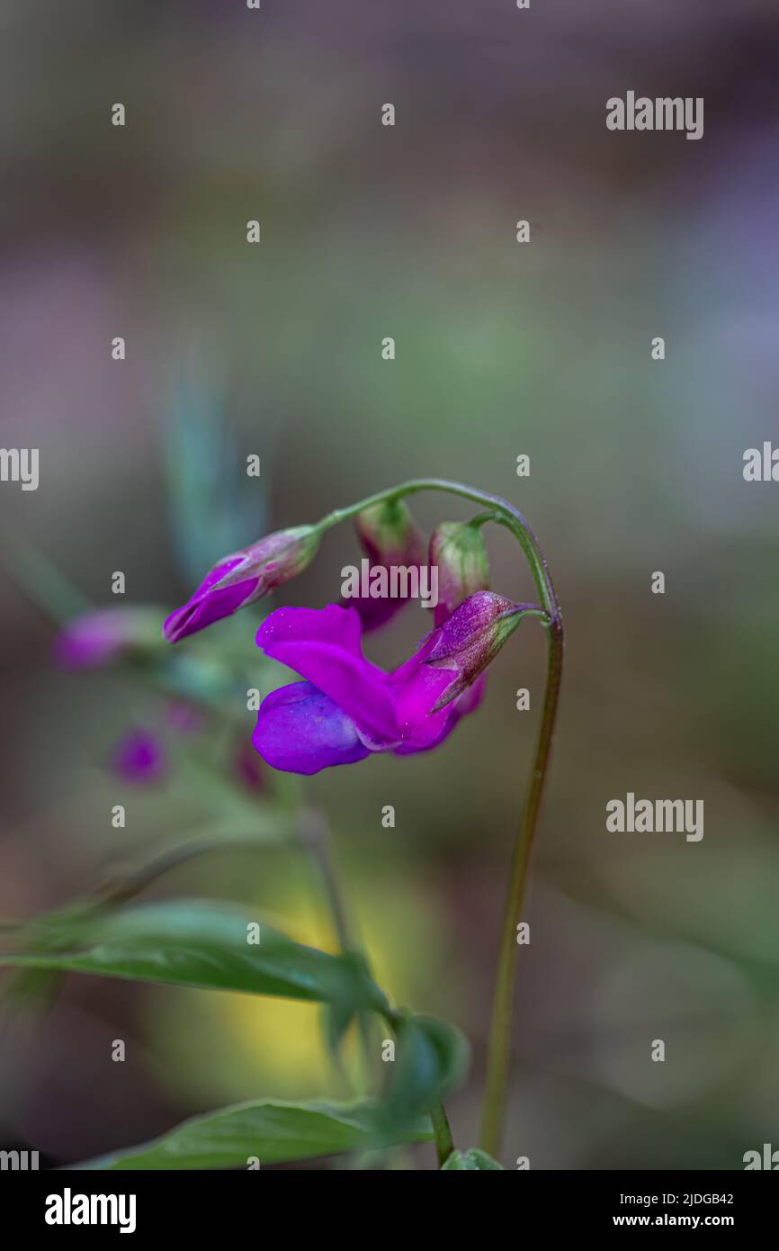 Lathyrus vernus fleurit dans la prairie Banque D'Images