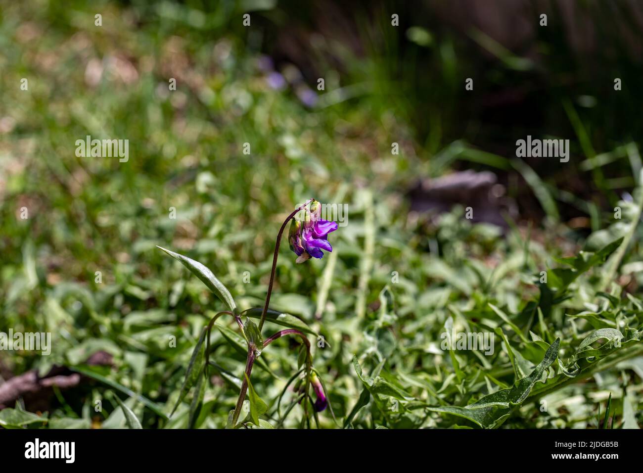 La fleur de Lathyrus vernus grandit dans les prairies Banque D'Images
