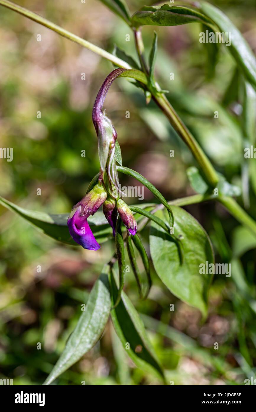 Lathyrus vernus fleur dans la prairie, gros plan Banque D'Images