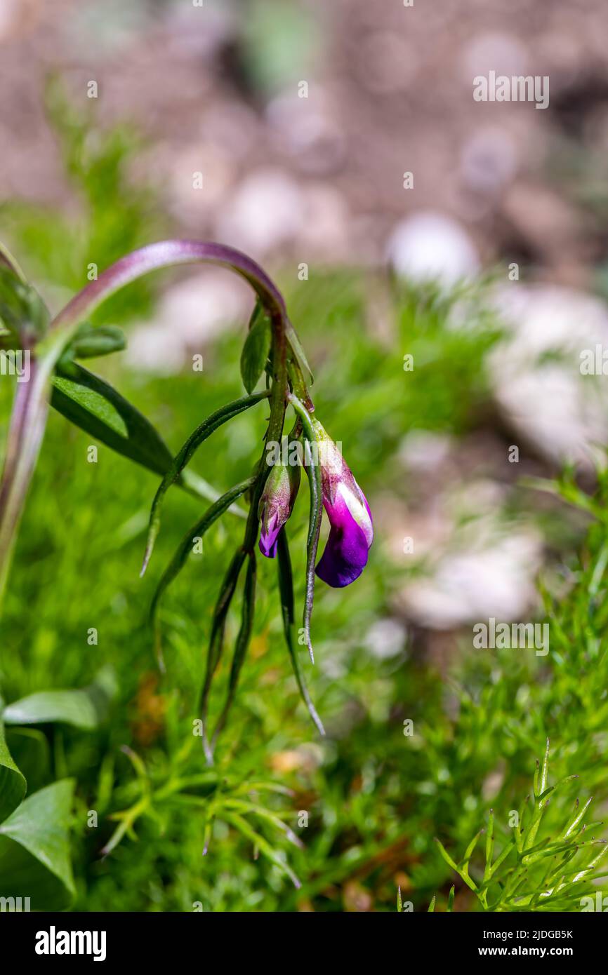 La fleur de Lathyrus vernus grandit dans le pré, en gros plan Banque D'Images
