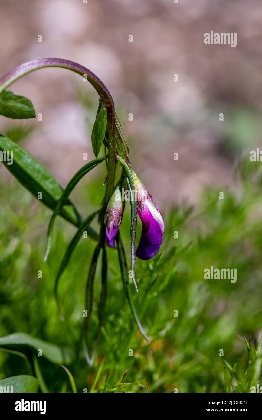 Lathyrus vernus fleurit dans le pré, pousse en gros plan Banque D'Images