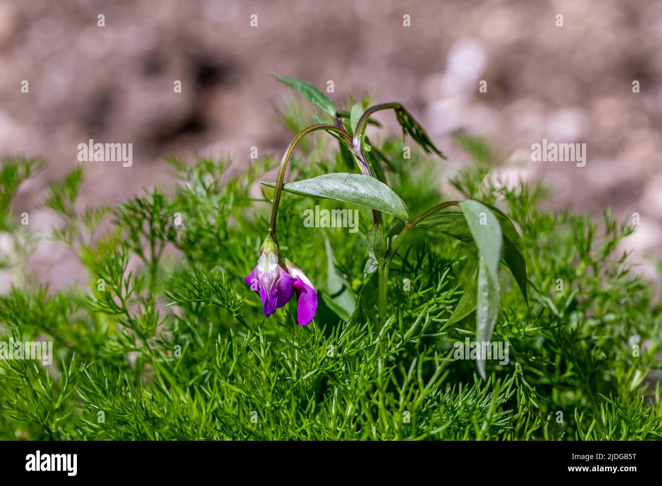 La fleur de Lathyrus vernus grandit dans les prés, pousse en gros plan Banque D'Images