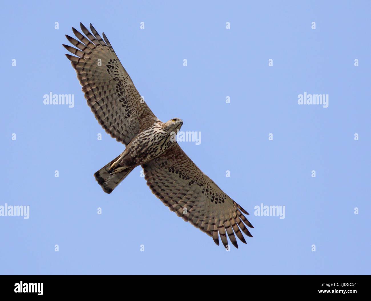 L'aigle-faucon changeante ou l'aigle-faucon à crête est un grand oiseau de proie de la famille des Accipitridae. Banque D'Images