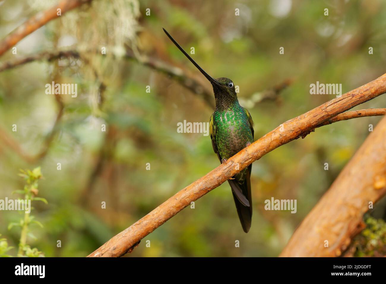 Colibri à bec sabre - Ensifera ensifera aussi espadon, régions andines de l'Amérique du Sud, genre Ensifera, facture exceptionnellement longue pour boire du nectar Banque D'Images