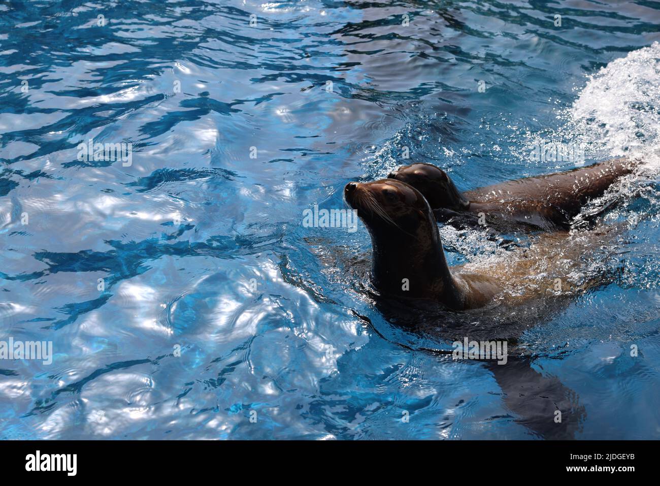 doux sceau de natation Banque D'Images