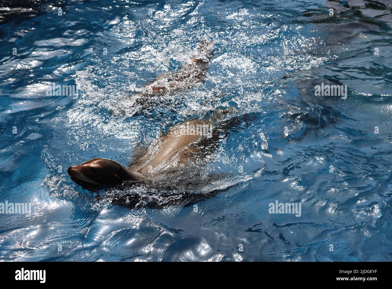 doux sceau de natation Banque D'Images