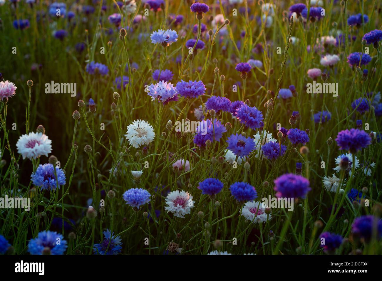 Trois hommes reconnus coupables par un tribunal militaire somalien d'avoir tué des civils et d'avoir dirigé une récente attaque contre le Palais présidentiel se tiennent liés aux pôles peu de temps avant qu'ils ne soient exécutés par un peloton de balle dans la capitale Mogadiscio, dans ce fichier photo du 3 août 2014. J'ai couvert l'exécution de trois hommes somaliens accusés d'être membres du groupe islamiste Al Shabaab. J'ai pris la photo pendant que les hommes étaient encore en vie et attachés aux poteaux. Une fois qu'ils ont été abattus, je pouvais voir le sang se précipiter de leur tête, de leur poitrine et de leur estomac. Ils sont morts en quelques secondes, mais nous n'avons pas été autorisés à prendre le pictur Banque D'Images