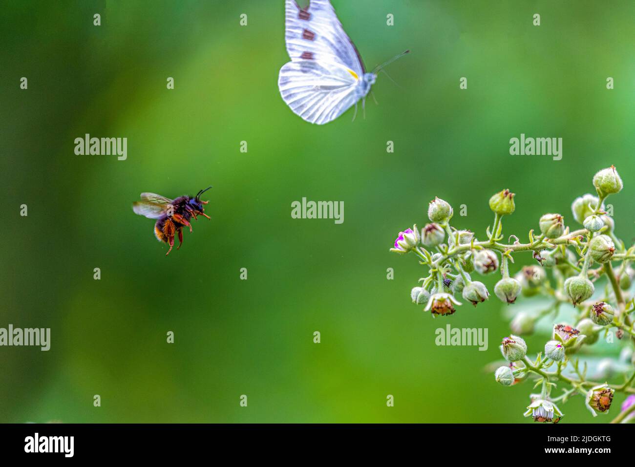 CHONGQING, CHINE - le 16 JUIN 2022 - les papillons et les abeilles rassemblent le nectar des fleurs à Chongqing, en Chine, au 16 juin 2022. Banque D'Images