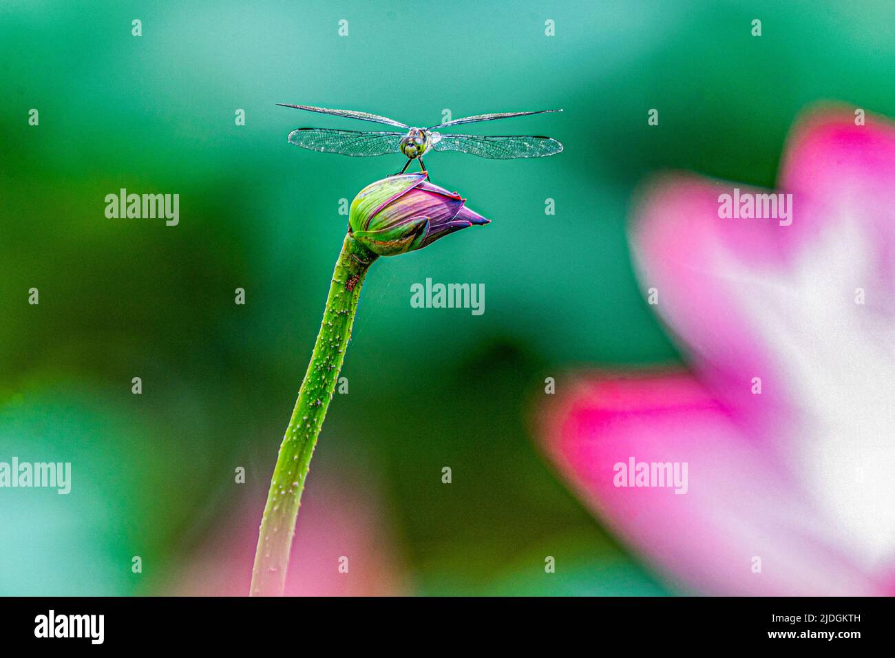 CHONGQING, CHINE - le 16 JUIN 2022 - Une libellule repose sur un bourgeon de fleurs à Chongqing, en Chine, au 16 juin 2022. Banque D'Images