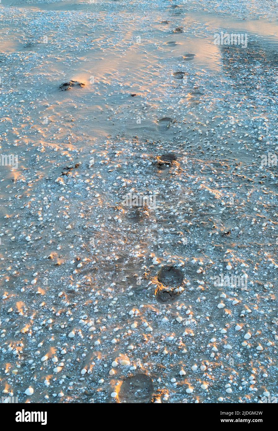 Empreintes de pieds dans la plage de sable, de coquillages au coucher du soleil. Southerness, Dumfries et Galloway, Écosse Banque D'Images