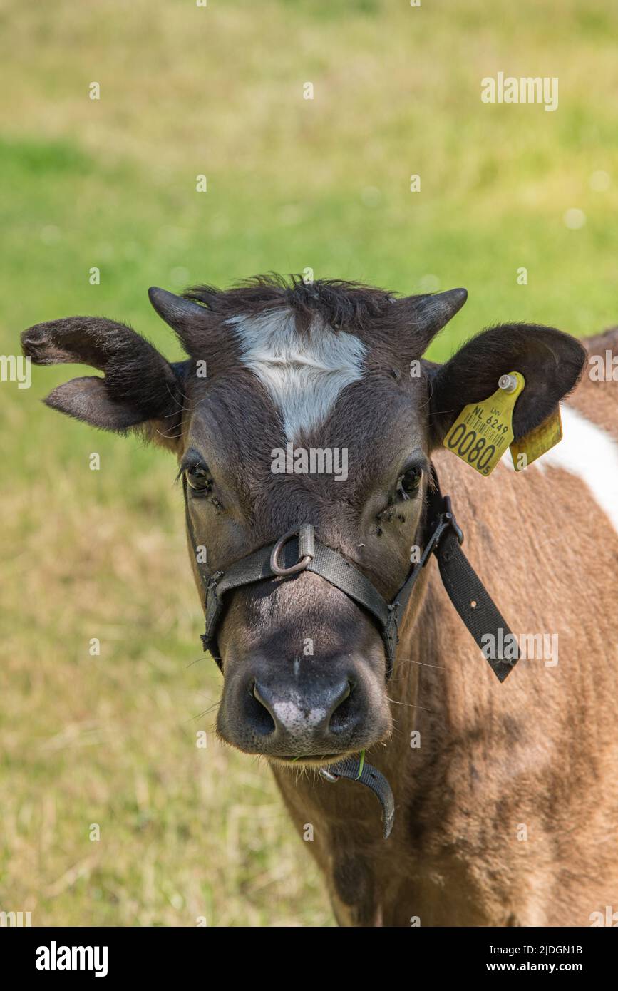 Enkhuizen, pays-Bas, juin 2022. Veaux dans la prairie. Photo de haute qualité Banque D'Images