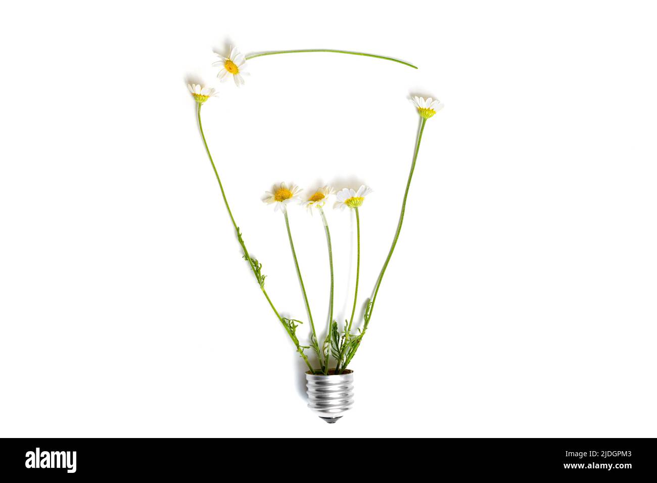 Forme ampoule de fleurs de camomille isolée sur fond gris. Concept d'énergie verte. Banque D'Images