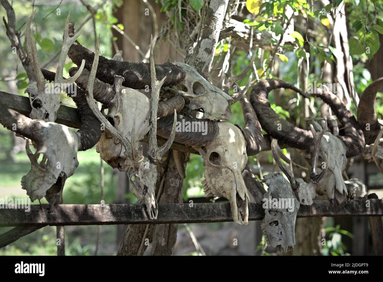 Des crânes de buffles d'eau et d'autres animaux, la proie des dragons de komodo (Varanus komodoensis), sont placés sur le côté d'un sentier dans l'île de Rinca, une partie du parc national de Komodo à West Manggarai, à l'est de Nusa Tenggara, en Indonésie. Banque D'Images