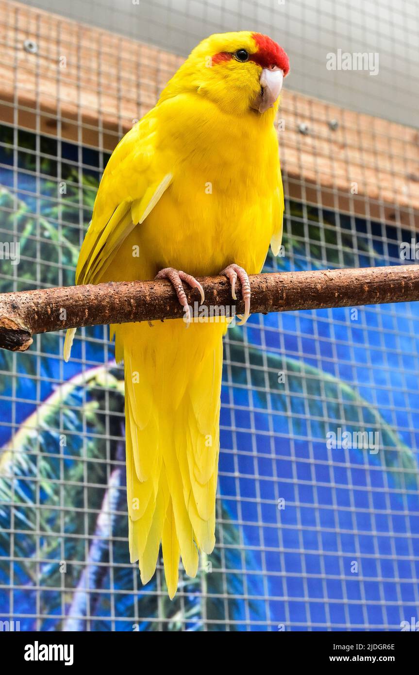 magnifique perroquet jaune, oiseaux exotiques Banque D'Images