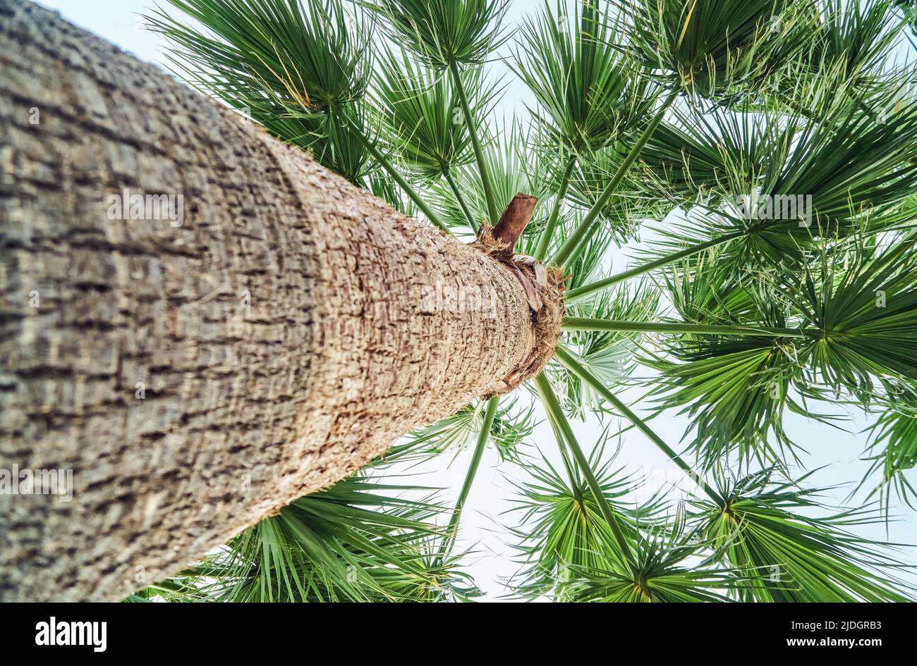 Haut palmier avec feuilles vertes luxuriantes et tronc en bois contre ciel nuageux. Plante tropicale poussant dans la zone ensoleillée du sud tir à angle bas Banque D'Images