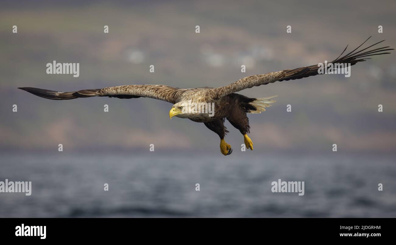 Un aigle à queue blanche de l'île de Mull se sobre avec élégance avec des ailes complètement déployées. Banque D'Images