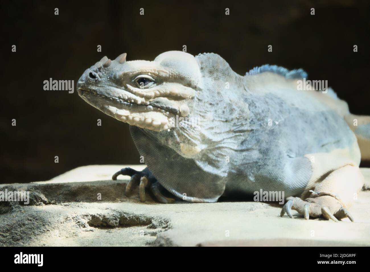 grand iguana allongé sur une pierre. Peigne épineux et peau squameuse. Photo d'animal d'un reptile Banque D'Images