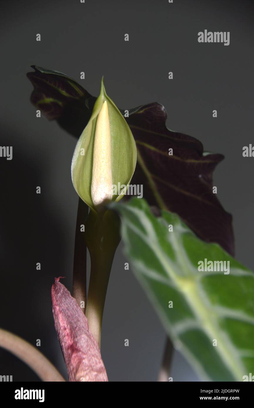 Fleur et feuilles veinées sur une plante d'intérieur Alocasia Portodora (oreille  droite d'éléphant Photo Stock - Alamy