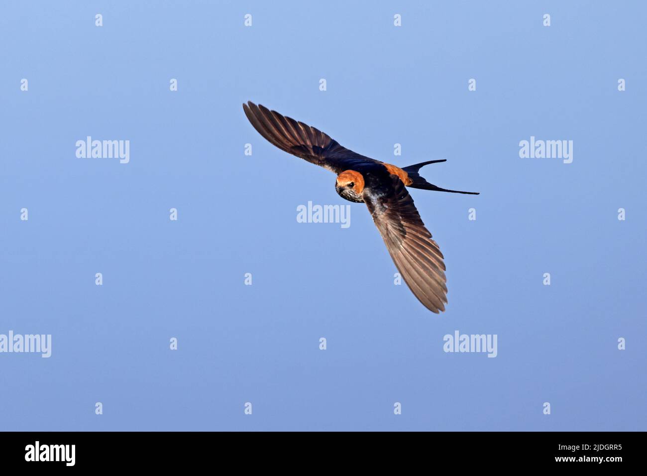 Swallow à rayures en vol à Savuti Botswana Banque D'Images