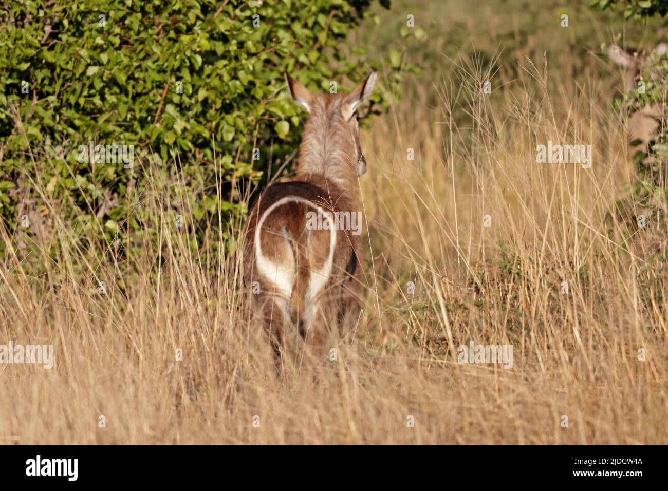 Vue arrière d'un Waterbuck dans la longue herbe à Khwai Botswana Banque D'Images