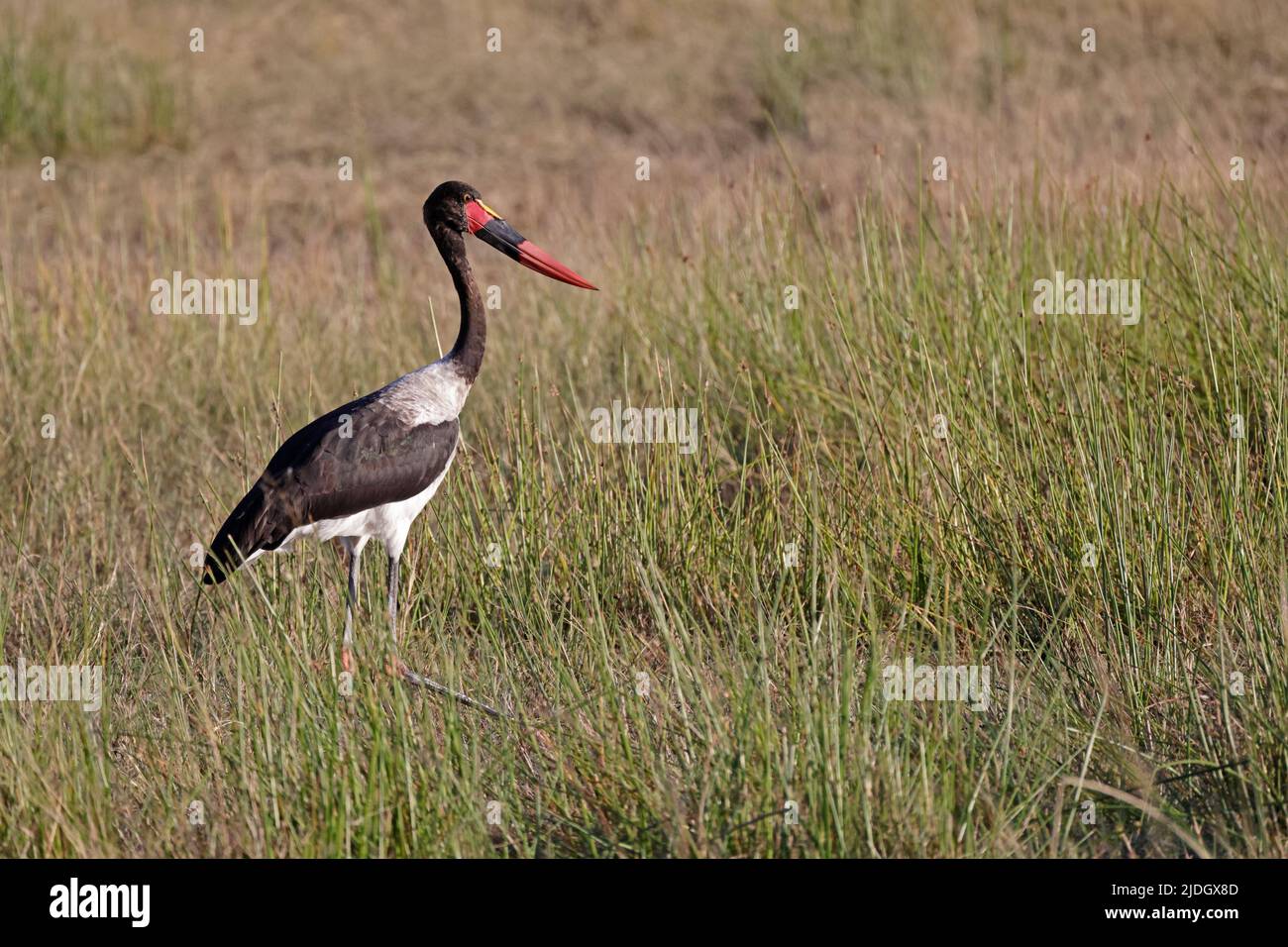 Stork à roues adultes à Moremi Botswana Banque D'Images