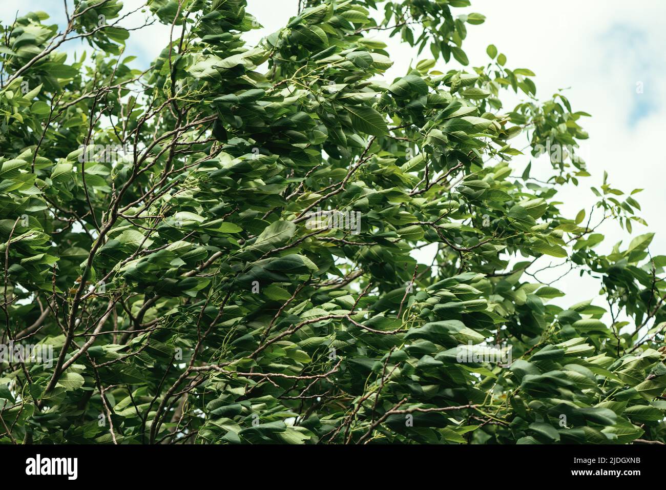 Vent soufflant dans la cime de noyer avec des feuilles vertes Banque D'Images