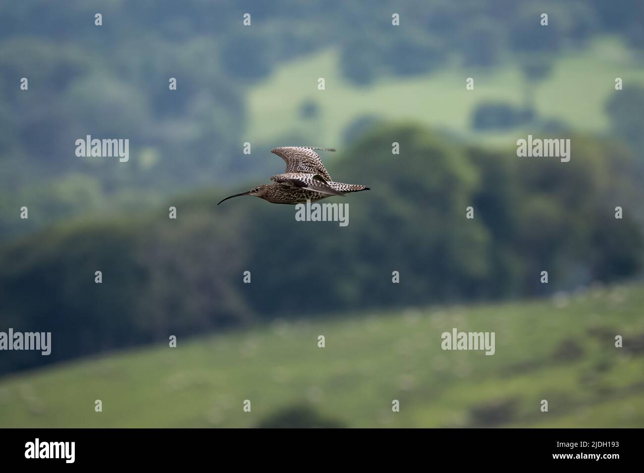 Courlis eurasien, ou Courlis commun Numenius arquata. Un grand oiseau de passage à gué européen sur les terres du Staffordshire Moorlands, Peak District National Park, Royaume-Uni en su Banque D'Images