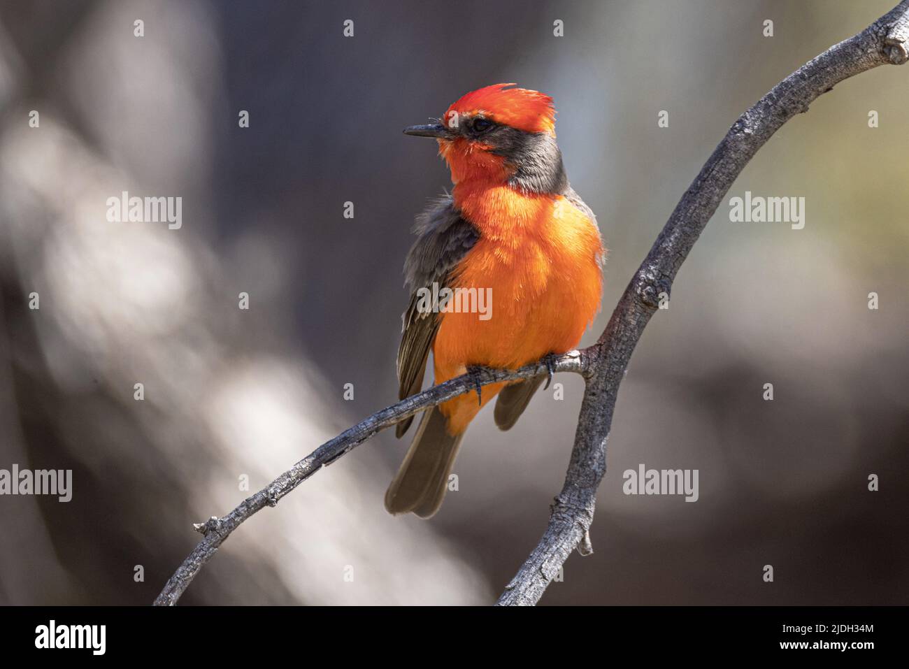 vermilion flycatcher (Pyrocephalus rubinus), homme perché sur une branche, États-Unis, Arizona, Sonora-Wueste Banque D'Images