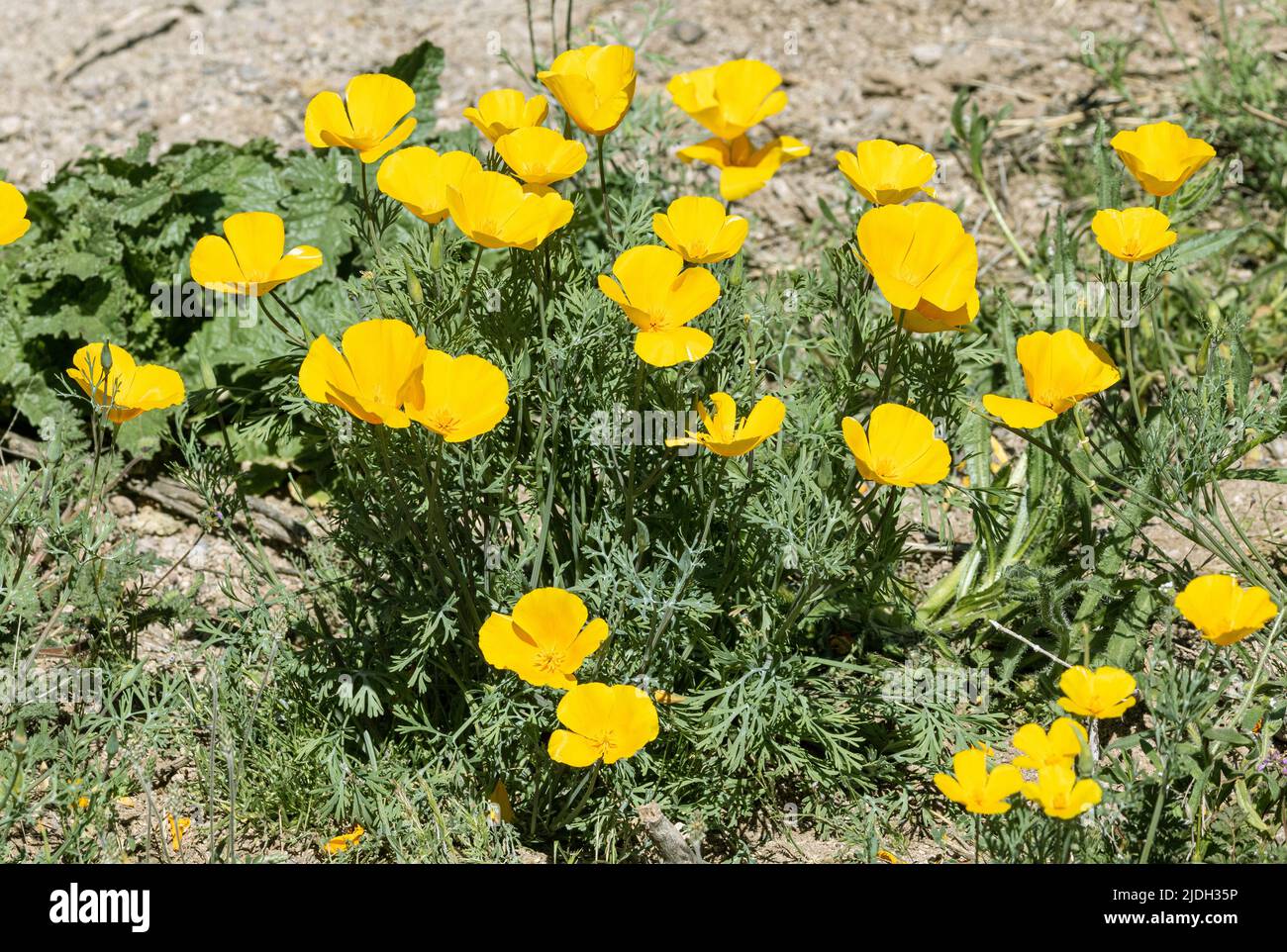 Pavot californien, pavot de Californie, pavot d'or (Eschscholzia californica), floraison, États-Unis, Arizona, Sonoran Banque D'Images